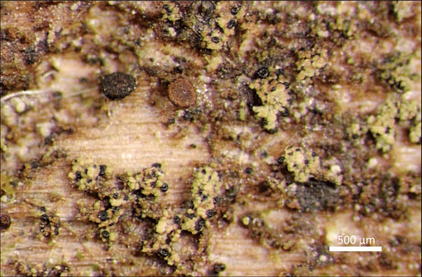 Представитель Семейства Epigloeaceae